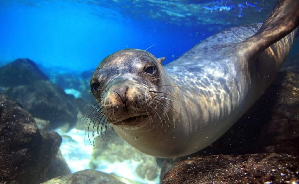 otarie galapagos